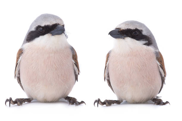 Two Red-backed Shrike (Lanius collurio) Two Red-backed Shrike (Lanius collurio) isolated on a white background  in studio shot lanius schach stock pictures, royalty-free photos & images