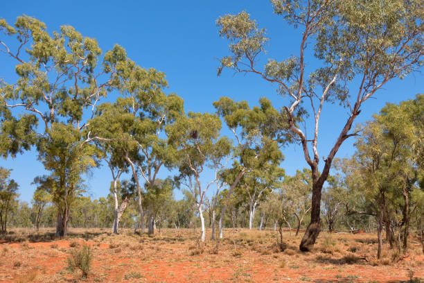 istock Eucalyptus trees near the Plenty Highway in outback Northern Territory 907474952