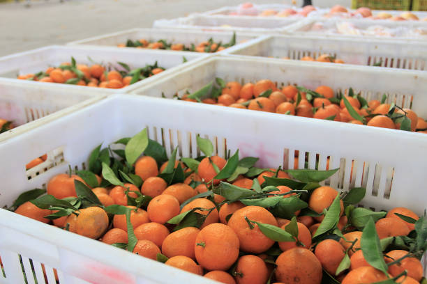 istock Citrus in the wholesale fruit market. 907485170