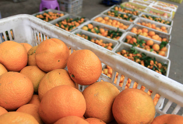 Fresh Santol fruit in basket in farm.