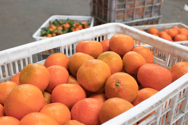 istock Citrus in the wholesale fruit market. 907485520