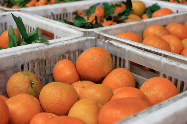 istock Citrus in the wholesale fruit market. 907487750