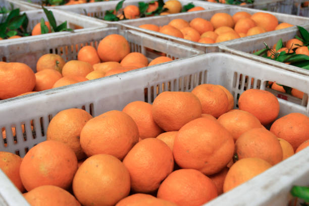 istock Citrus in the wholesale fruit market. 907487834