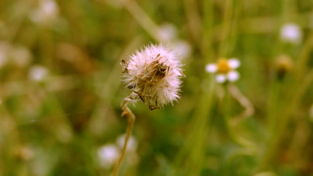 Grass flower Dandelion