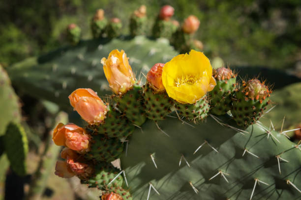 istock Prickly pear cactus with orange and yellow flower blossoms. 907490854