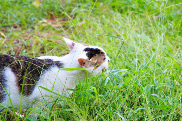 istock The little cat outdoors. 907499790
