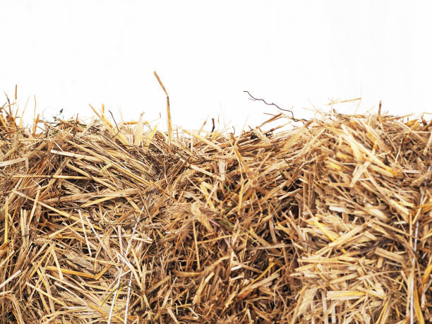 Horizontally bales of cereal straw on white background, agricultural background. Feed and litter for cows, horses, goats and sheep Horizontally bales of cereal straw on white background, agricultural background. Feed and litter for cows, horses, goats and sheep hay stock pictures, royalty-free photos & images