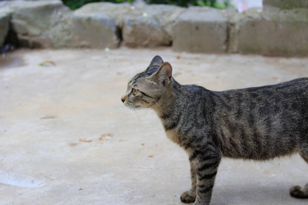 istock The little cat outdoors. 907504854