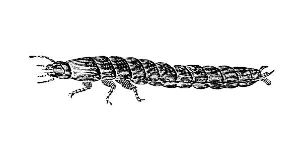 Carabus coriaceus larvae Illustration of a Carabus coriaceus larvae carabus coriaceus stock illustrations