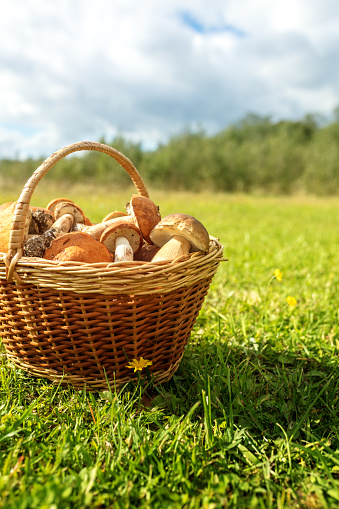 Wicker basket with mushrooms on the grass