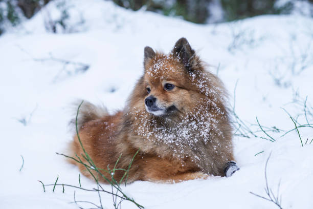 istock portrait of a German Spitz in the snow 907524272