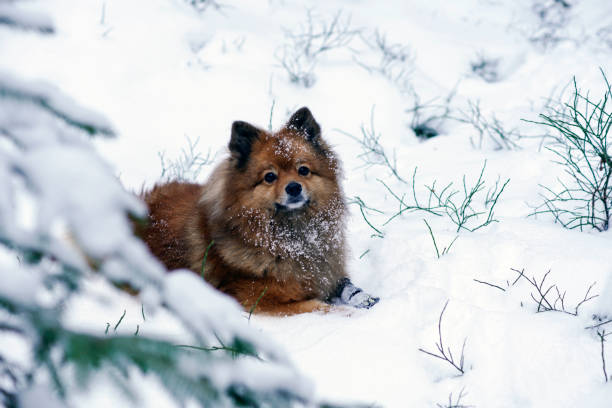 istock walk in winter woods with the dog 907524470