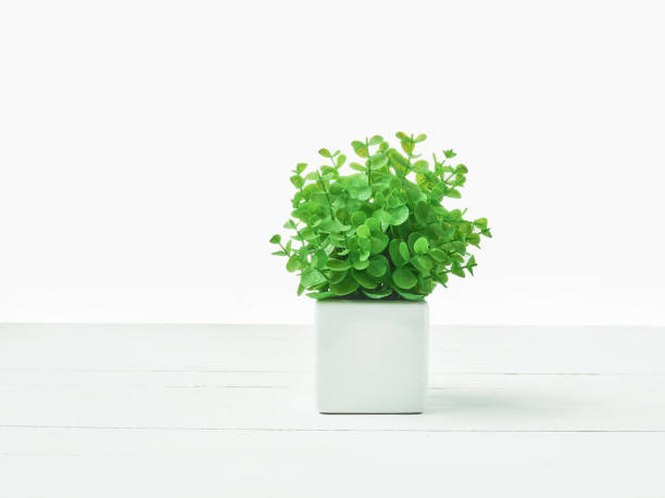 istock The green plant in pot 907524540