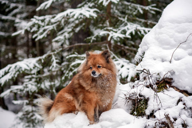 istock portrait of a German Spitz in the snow 907524774