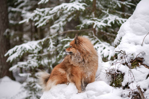 walk in winter woods with the dog