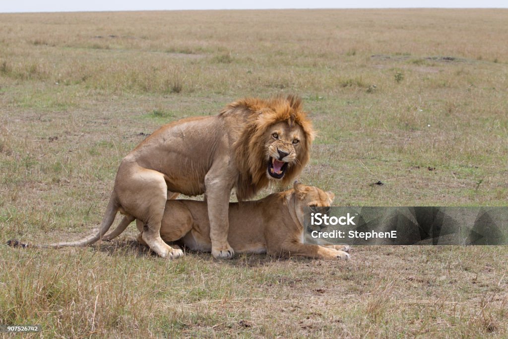 Mating Lions Stock Photo - Download Image Now - Animals Mating, Lion -  Feline, Africa - iStock