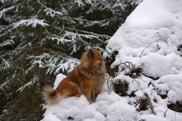 istock walk in winter woods with the dog 907526864