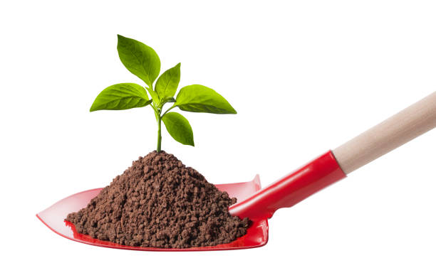 New plant. Shovel with seedling and pile of soil on white background.