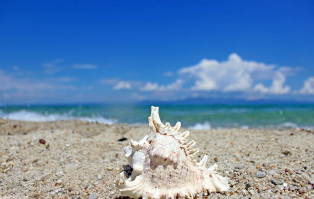 istock Sea shell near the sea 907529782
