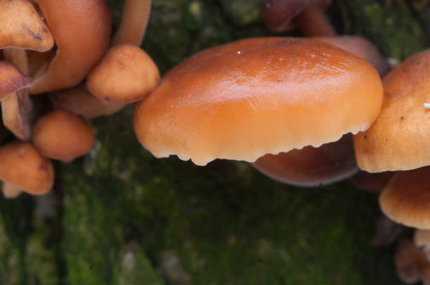istock Flammulina velutipes mushrooms 907543842