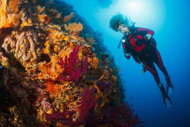 istock Gorgonian Coral Scuba Diving 907555798