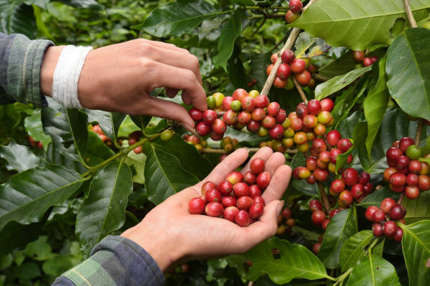 istock Close up of red berries coffee beans 907562426