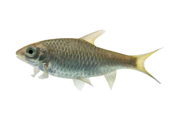 istock Puntius brevis(Swamp barb),Fresh raw fish isolated on white background with clipping path 907564008