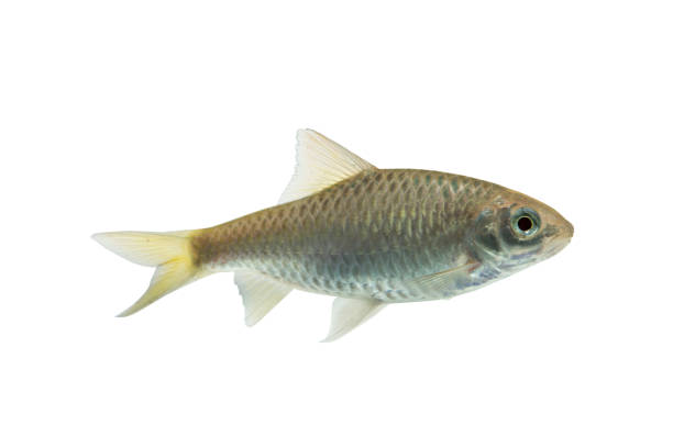 istock Puntius brevis(Swamp barb),Fresh raw fish isolated on white background with clipping path 907564036