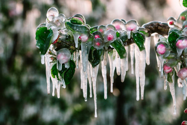 Photo of Layer of protective ice covering fruit trees