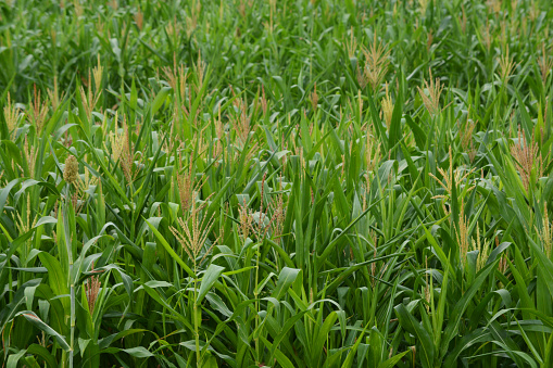 Corn Plant In Corn Field