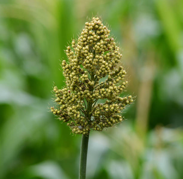 istock Close Up Of Millet In The Field 907567628