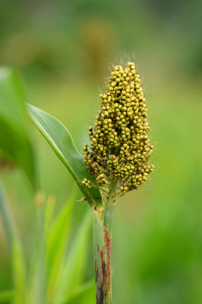 primo tempo di miglio sul campo - sorgo foto e immagini stock