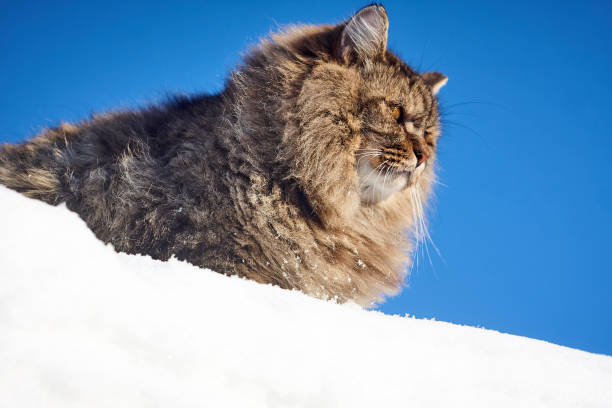 istock bottom view profile of siberian cat in deep snow 907571178