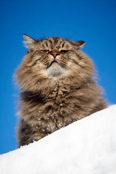 istock bottom view siberian cat with closed eyes 907571902