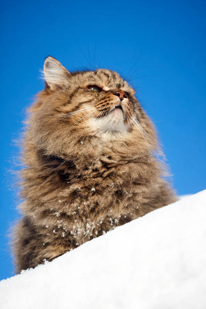 istock bottom view of nice fluffy siberian cat 907574178