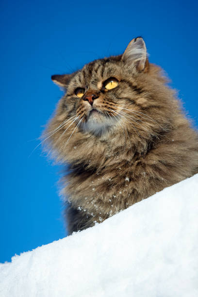 istock watchful alerted siberian cat on clear sky and snow background 907574502