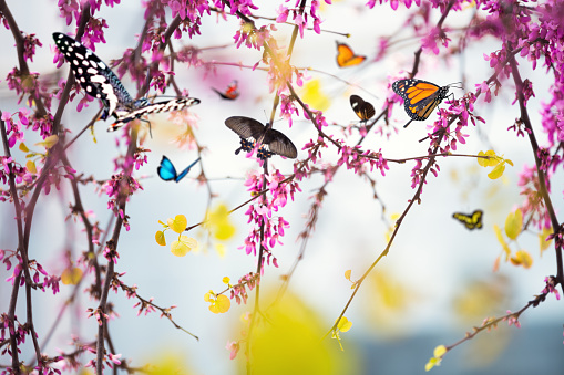Colorful butterflies on a blooming tree.