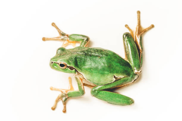 istock Green frog Hyla on white background 907593826