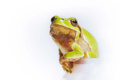 Tree frog Hyla on white background