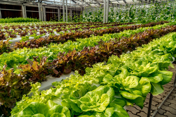 istock Green lettuce in hydroponic farm 907594052