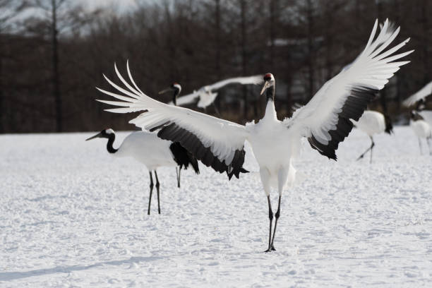 istock Japanese Cranes Landing 907594346