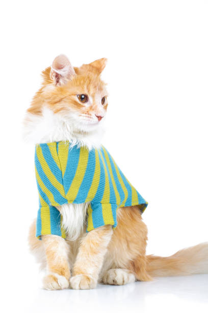 istock cute seated cat wearing clothes looks to side 907598918