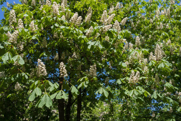 istock Horse chestnut tree in full bloom in spring 907599442