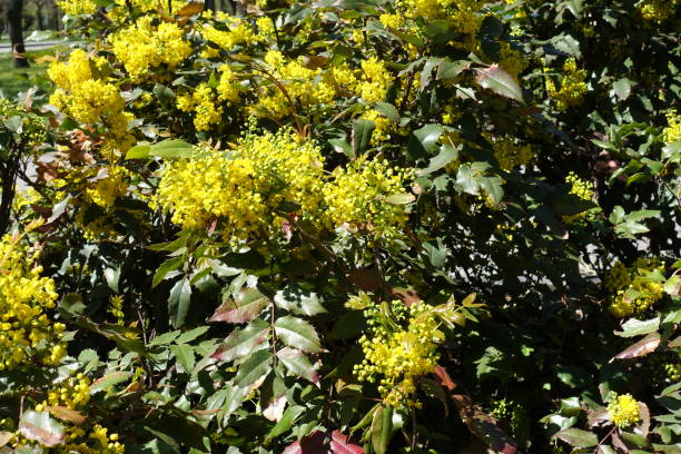 istock Mahonia aquifolium in full bloom in spring 907599522
