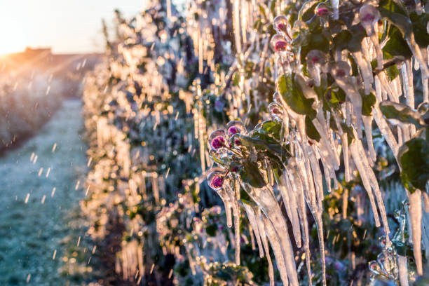 Photo of Layer of protective ice covering fruit trees