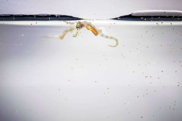 Hippocampus sea horse farmed for wildlife reintroduction