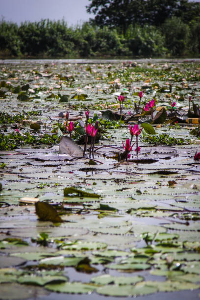 istock Asian Water Lily Lotus in Kerala 907603778