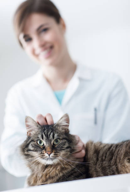 istock Veterinarian cuddling a cat 907614756