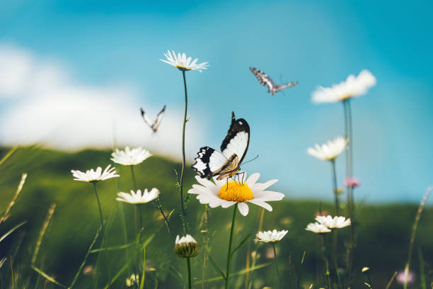 istock Summer Meadow With Butterflies 907614910
