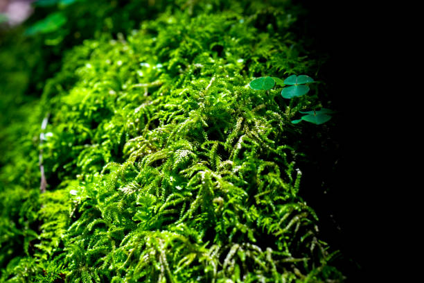 istock Boxwood Forest. Rize - Turkey 907617436